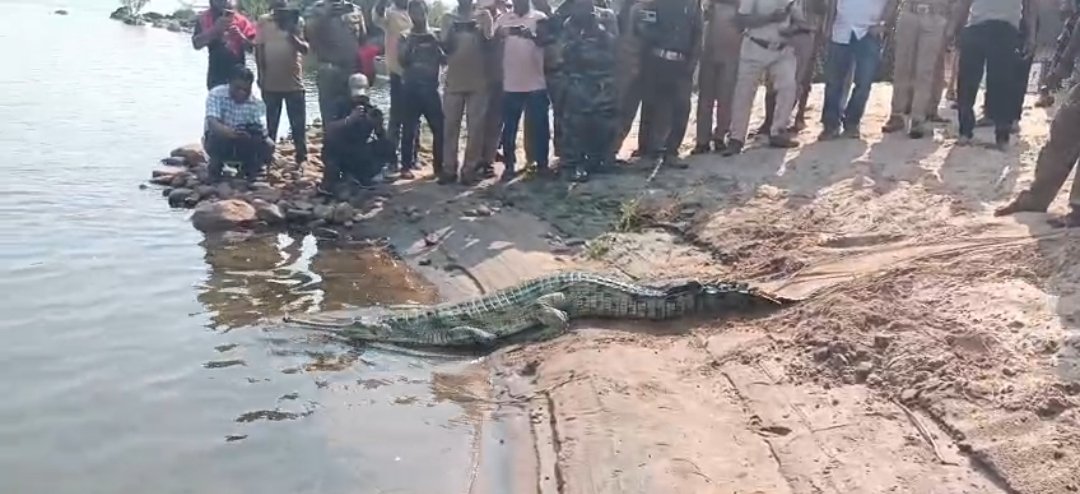 ମହାନଦୀରେ ବଢୁଛି ଘଡ଼ିଆଳ ବଂଶ: ସାତକୋଶିଆ ଗଣ୍ଡରେ ଛଡ଼ାଗଲେ ଆଉ ୧୨ଟି କୁମ୍ଭୀର